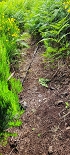 Plants: image 9 Of 208 Thumb